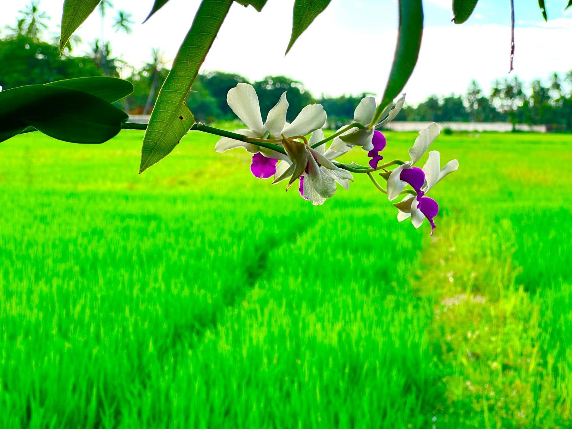 Aroma Villa Homestay Polonnaruwa Buitenkant foto